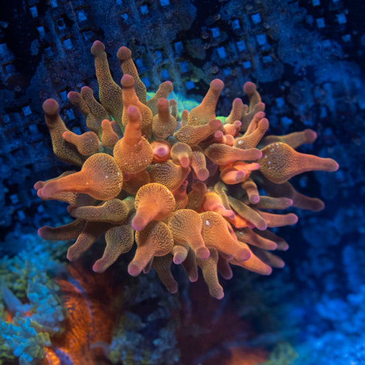 Rainbow Bubble Tip Anemone