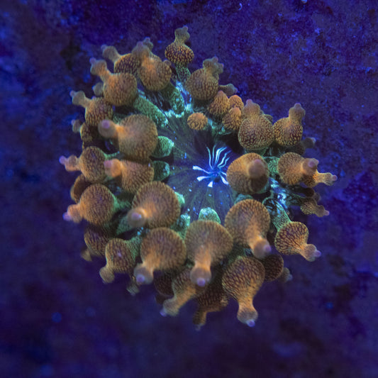 Rainbow Bubble Tip Anemone WYSIWYG live coral for sale at AquaGemCorals