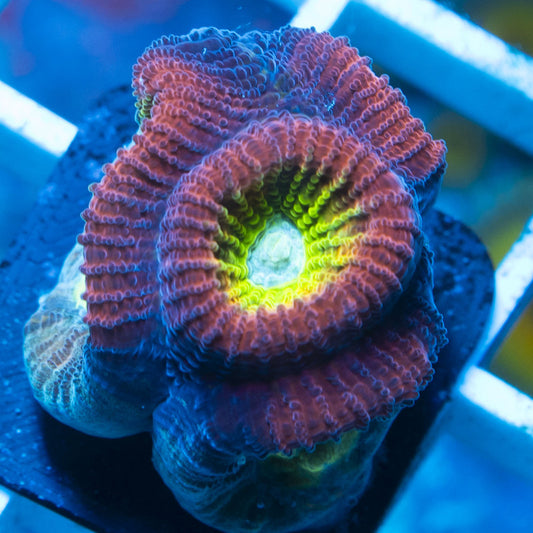 Rainbow Favia live coral for reef aquarium