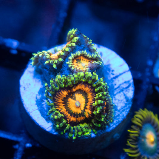 Rainbow Incenrator Zoa