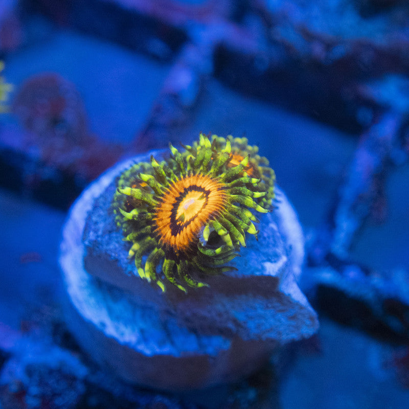 Rainbow Incinerator Zoas WYSIWYG live coral for sale at AquaGemCorals