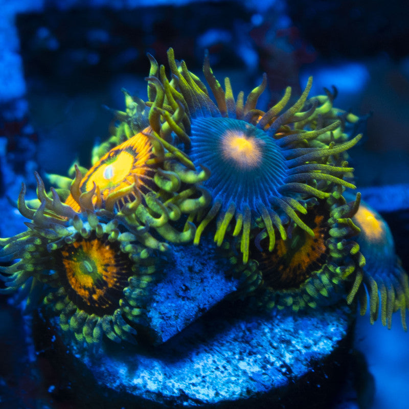 Rainbow Incinerator Zoas live coral for reef aquarium