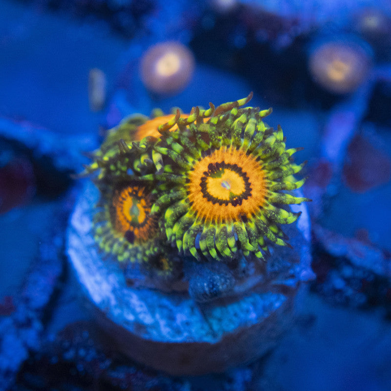 Rainbow Incinerator Zoas WYSIWYG live coral for sale at AquaGemCorals
