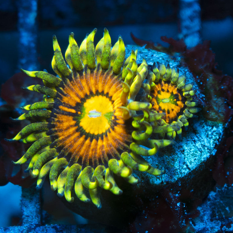 Rainbow Incinerator Zoas live coral for reef aquarium