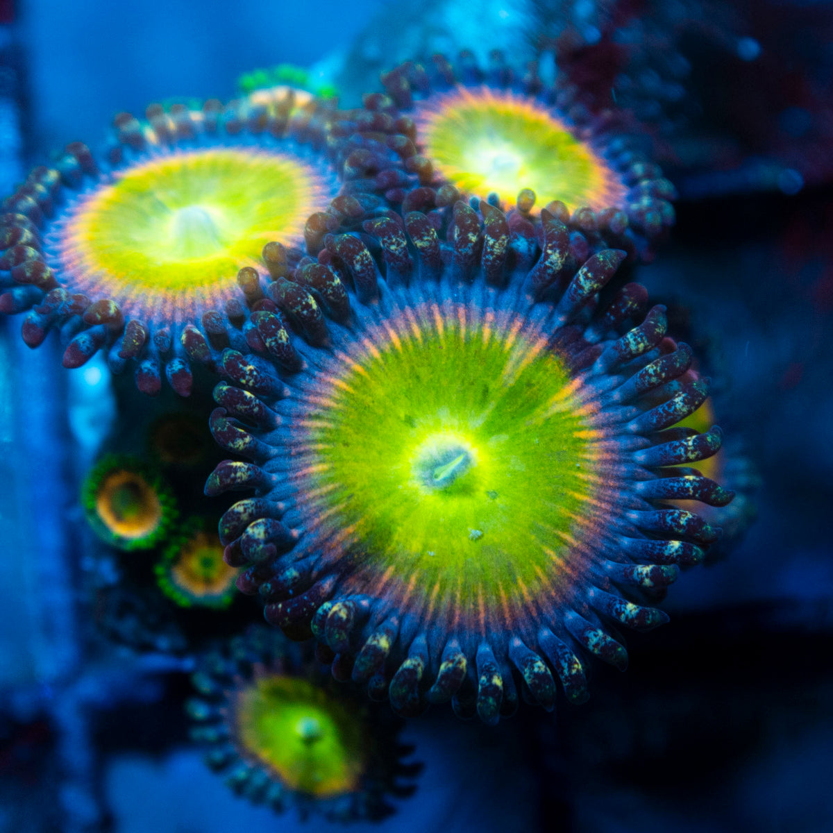 Rainbow Infusion Zoa live reef coral - AquaGemCorals