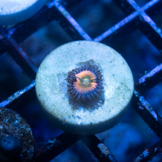 Rainbow Infusion Zoas - AquaGemCorals