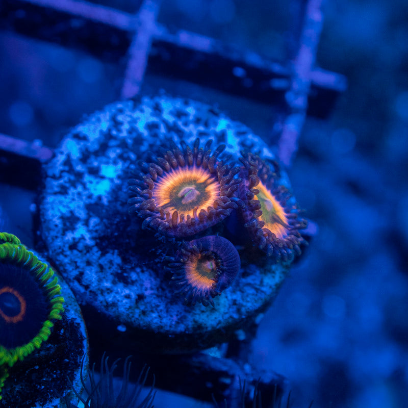 Rainbow Infusion Zoas