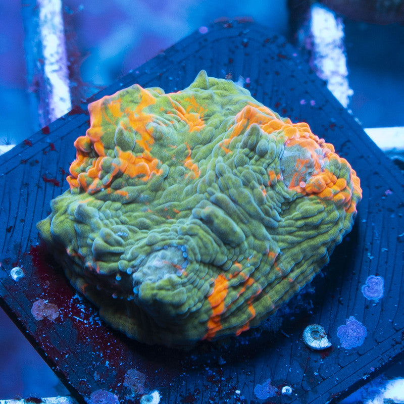 Rainbow Jellybean Chalice live coral for reef aquarium
