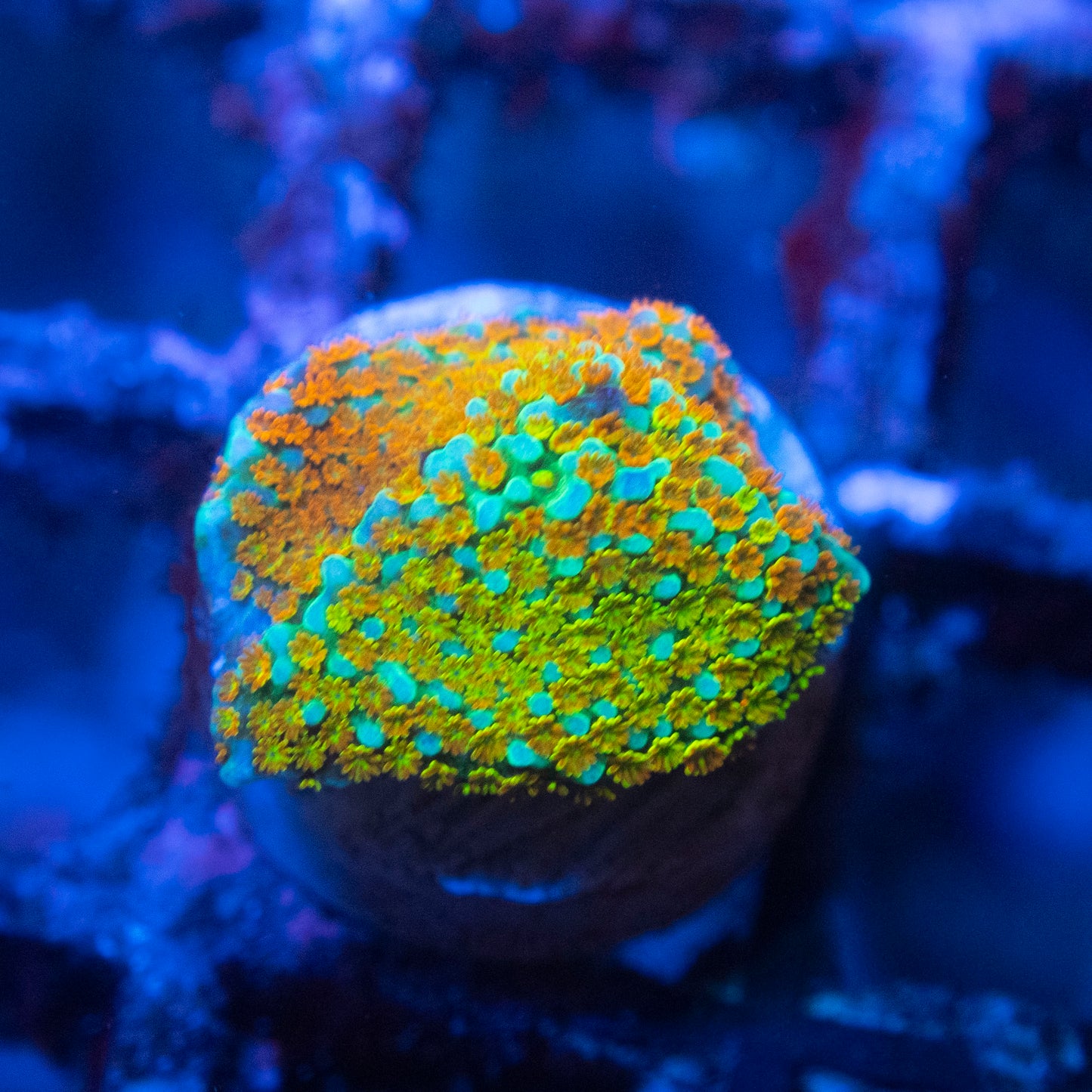 Rainbow Monti