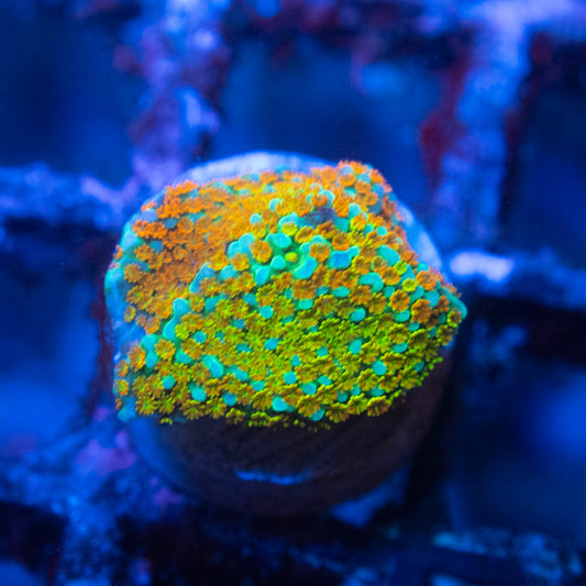 Rainbow Monti