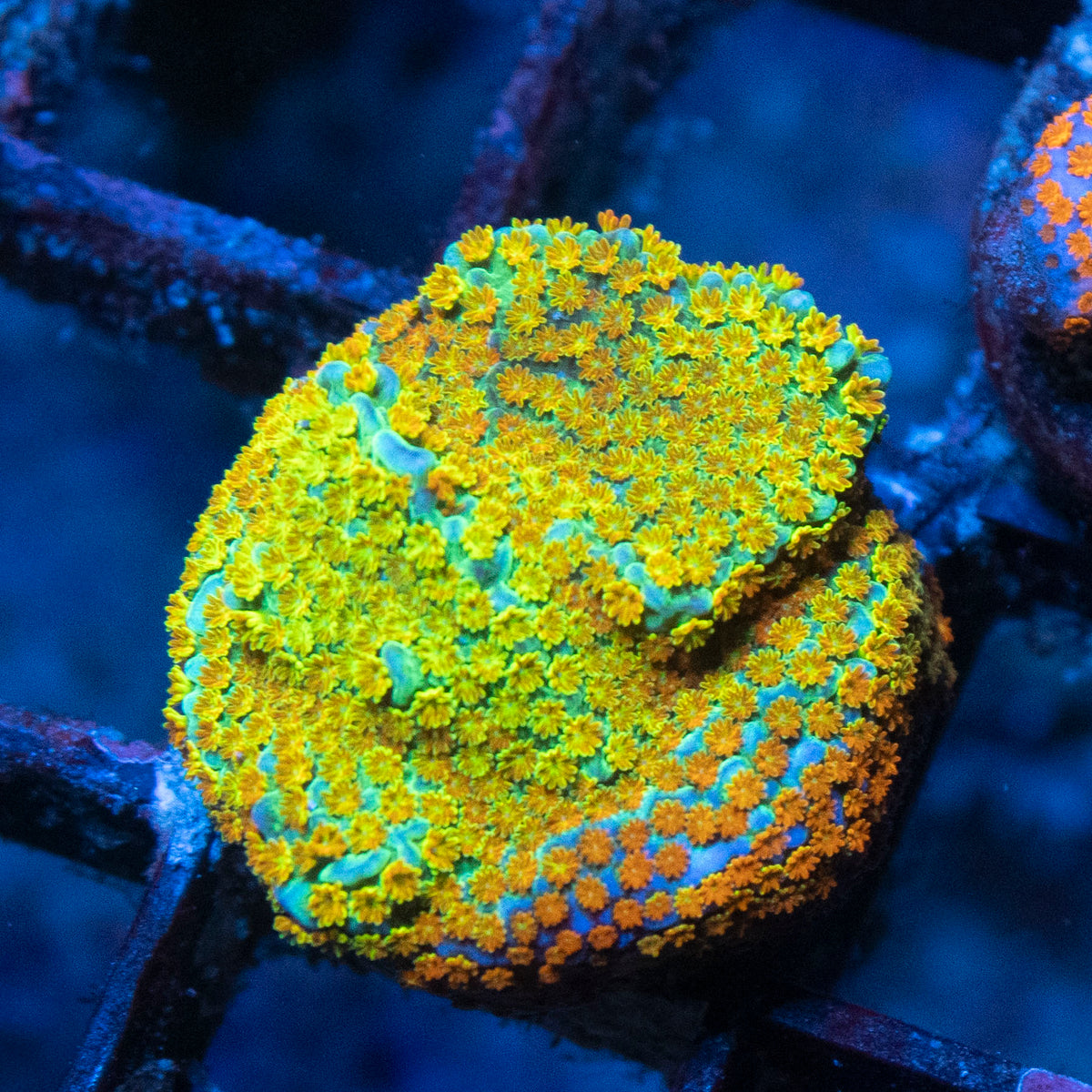 Rainbow Monti coral frag from AquaGem Corals