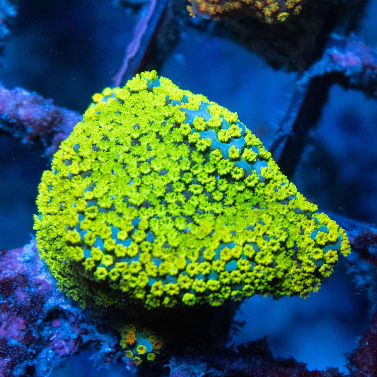 Rainbow Monti coral frag from AquaGem Corals