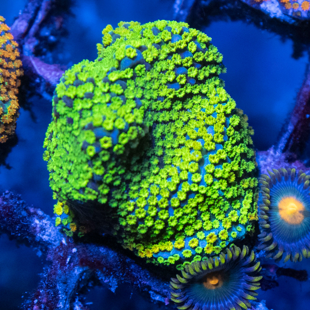 Rainbow Monti coral frag from AquaGem Corals
