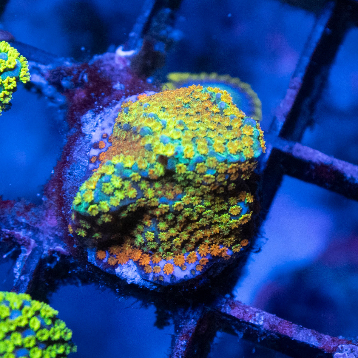 Rainbow Monti coral frag from AquaGem Corals