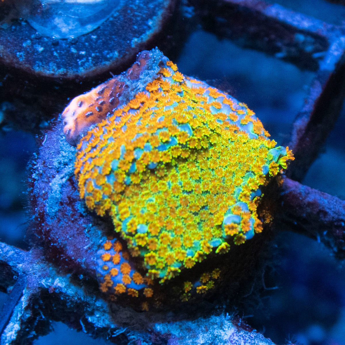 Rainbow Monti coral frag from AquaGem Corals