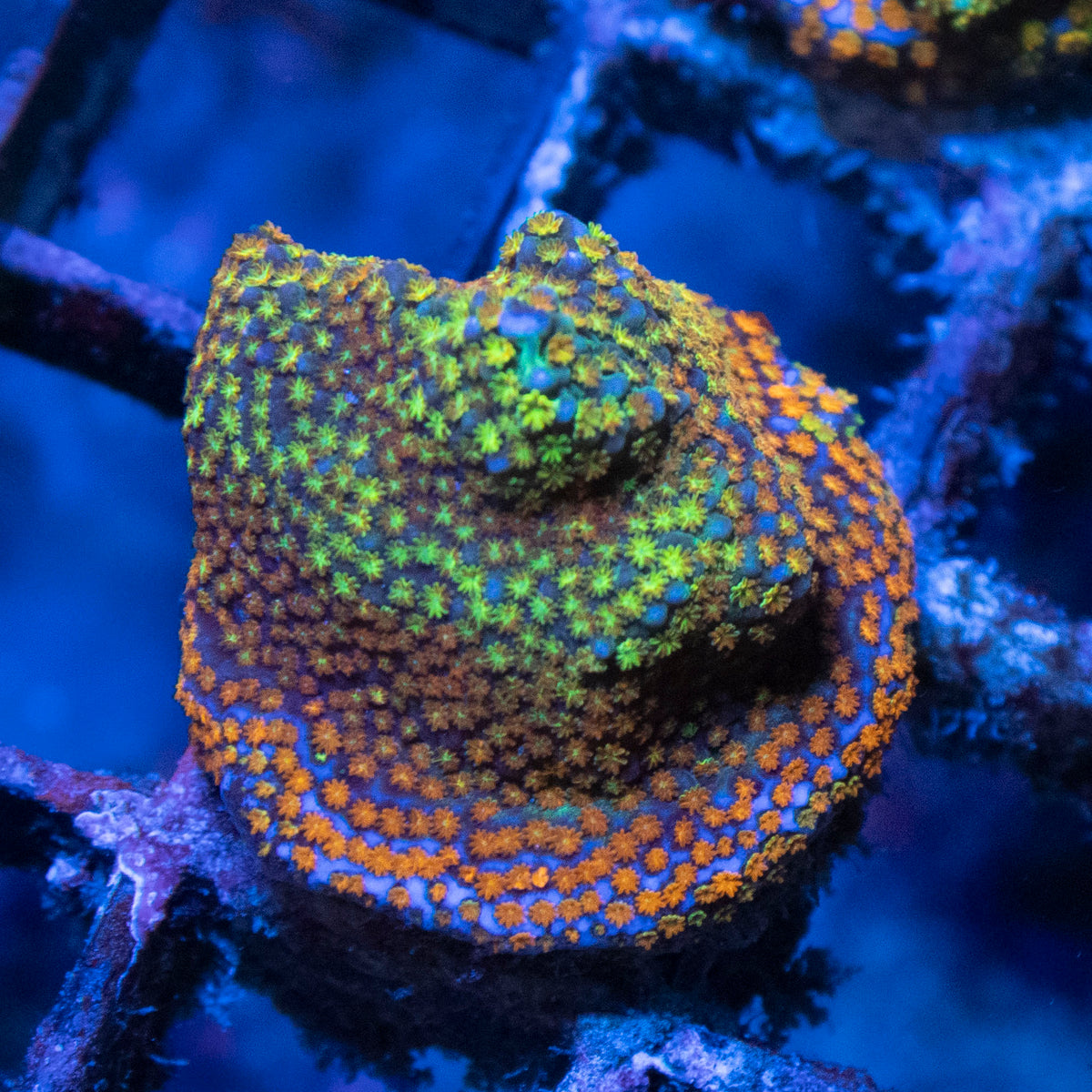 Rainbow Monti coral frag from AquaGem Corals