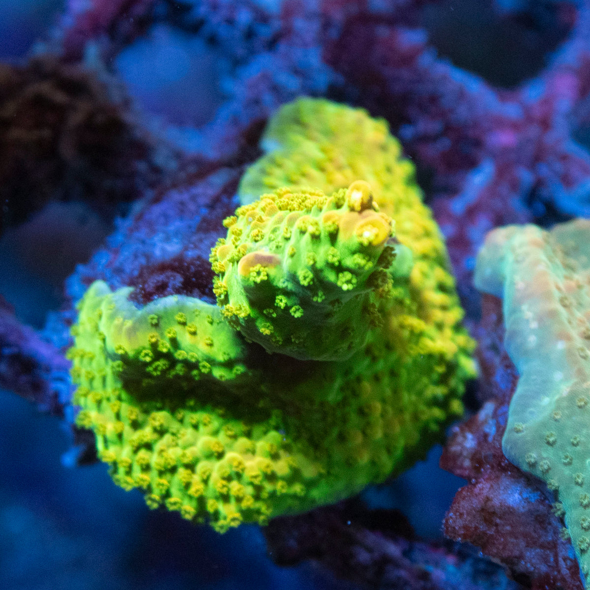 Rainbow Monti coral frag from AquaGem Corals