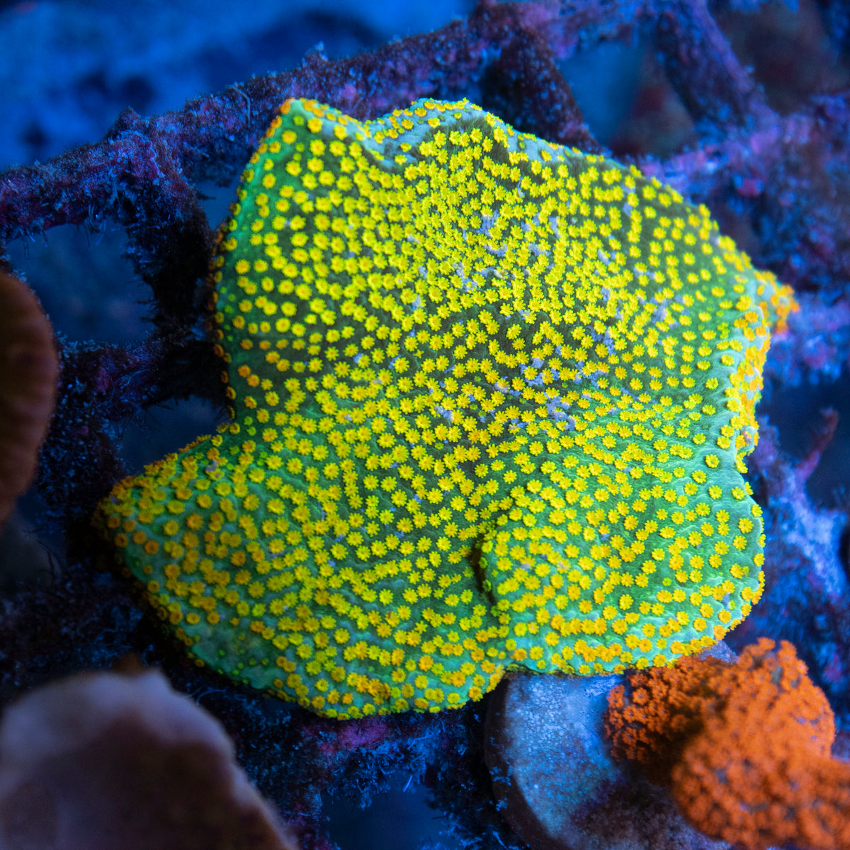 Rainbow Monti Colony coral frag from AquaGem Corals