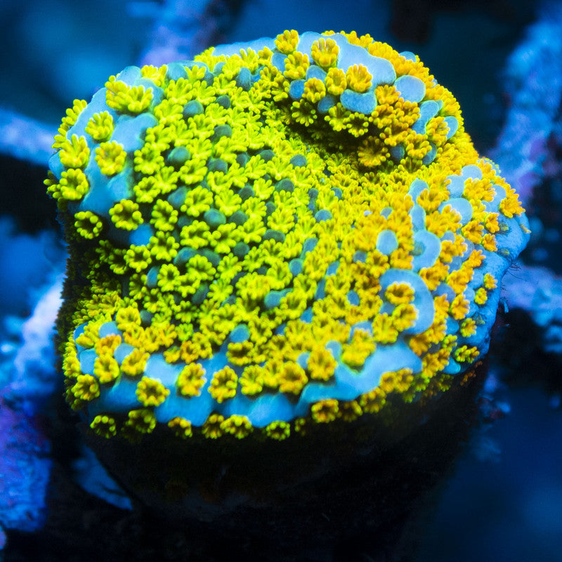 Rainbow Monti live coral for reef aquarium