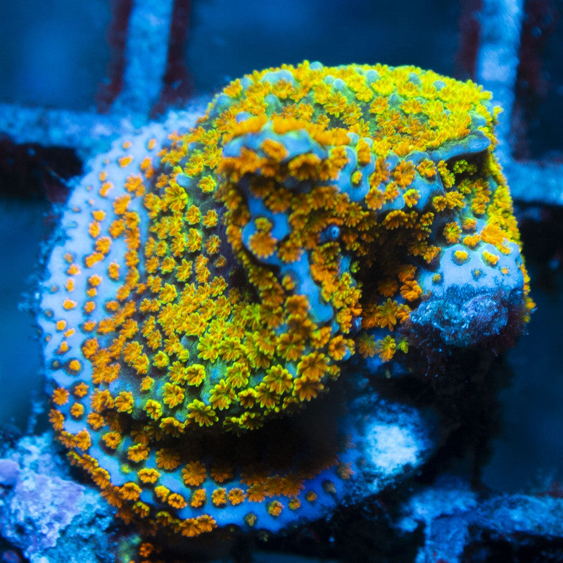 Rainbow Monti live coral for reef aquarium