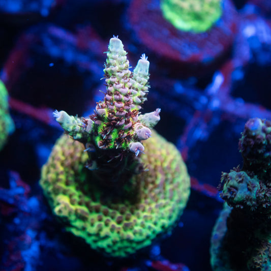 Rainbow Rommel Acropora