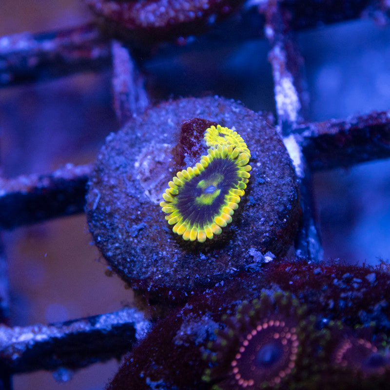 Rainbow Yoda Zoa - AquaGemCorals