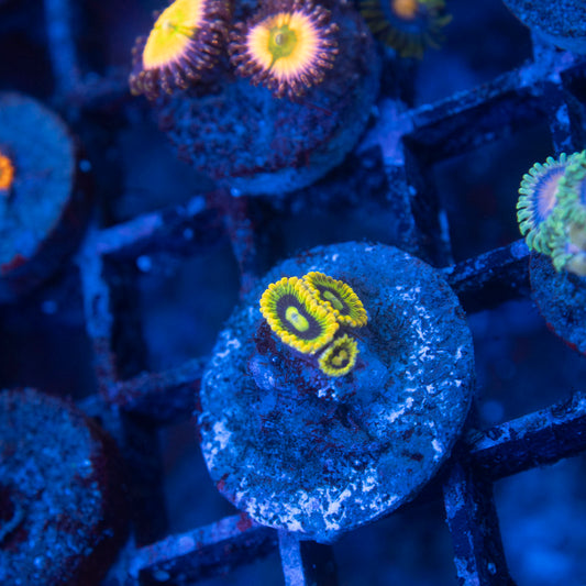 Rainbow Yoda Zoa