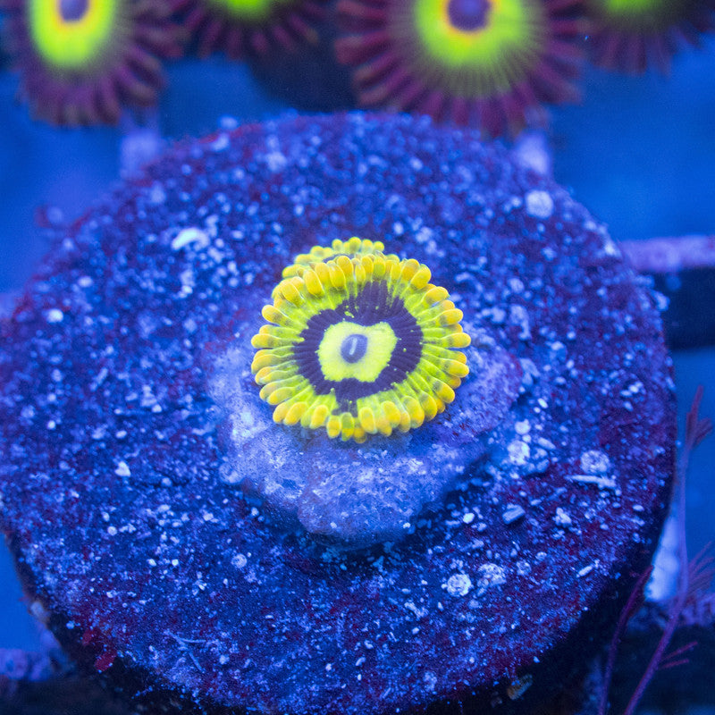 Rainbow Yoda Zoas WYSIWYG live coral for sale at AquaGemCorals