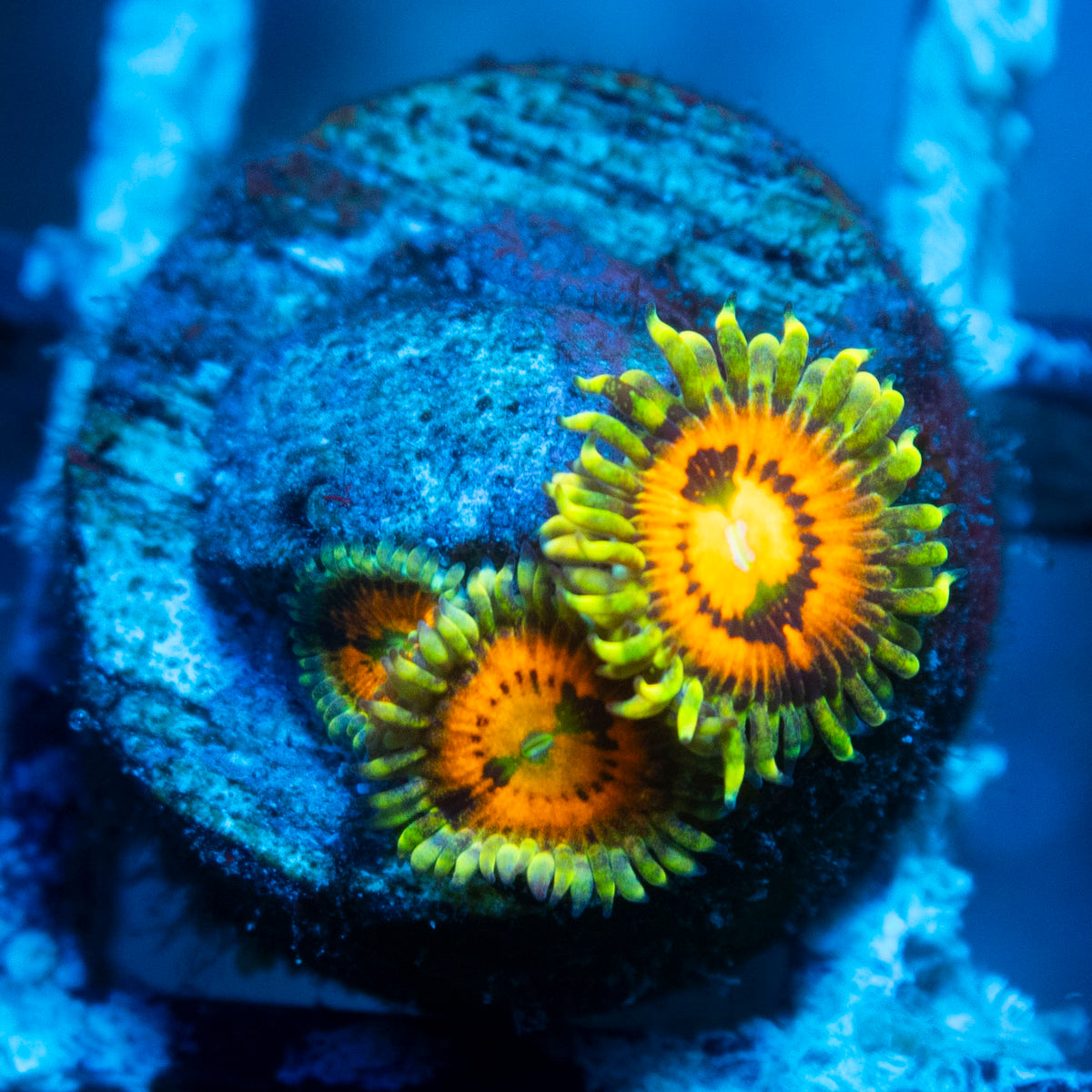 Rainbow incenrator Zoa live reef coral - AquaGemCorals