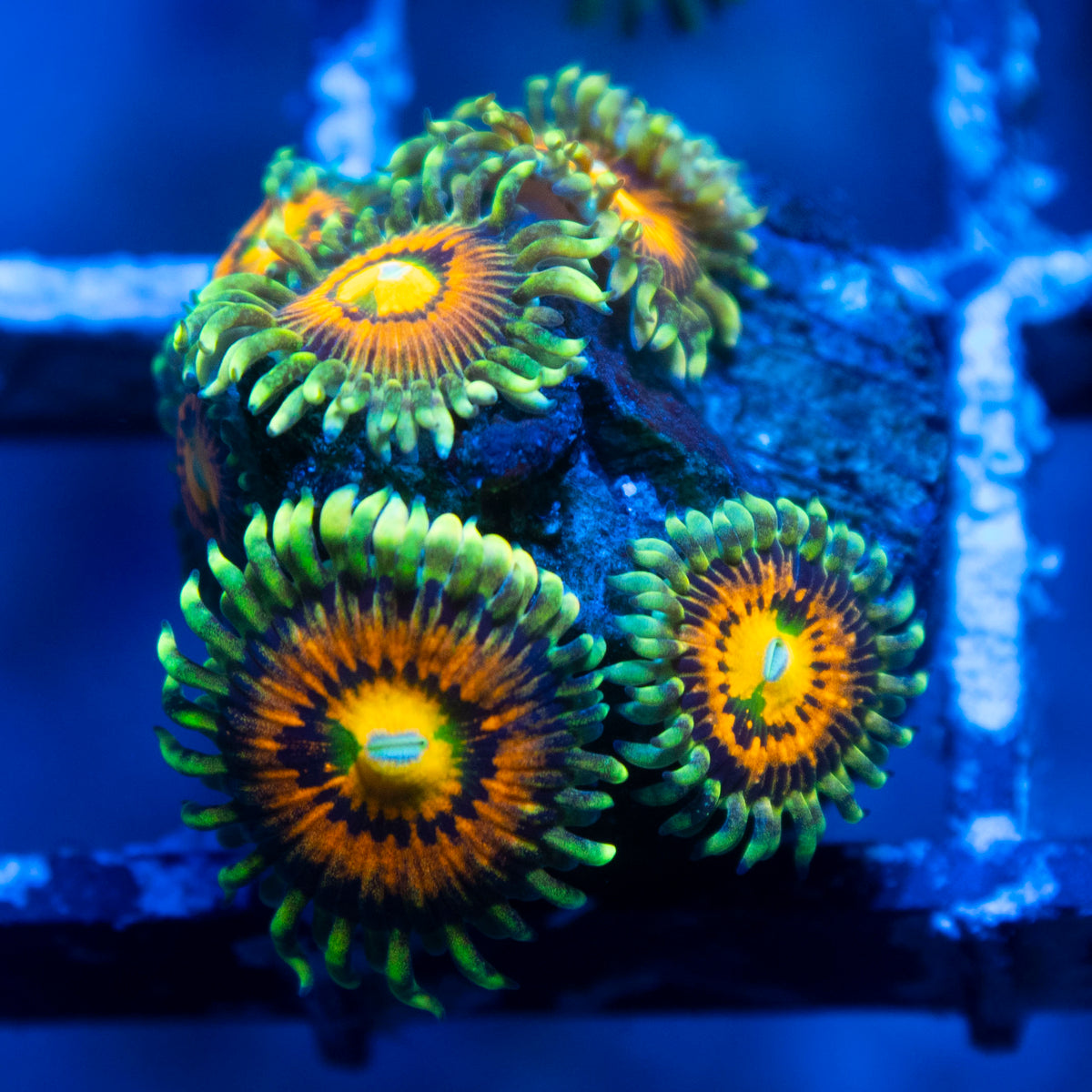 Rainbow incenrator Zoa live reef coral - AquaGemCorals