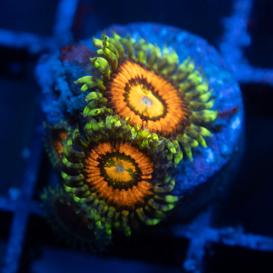Rainbow incinerator zoas WYSIWYG coral from AquaGemCorals