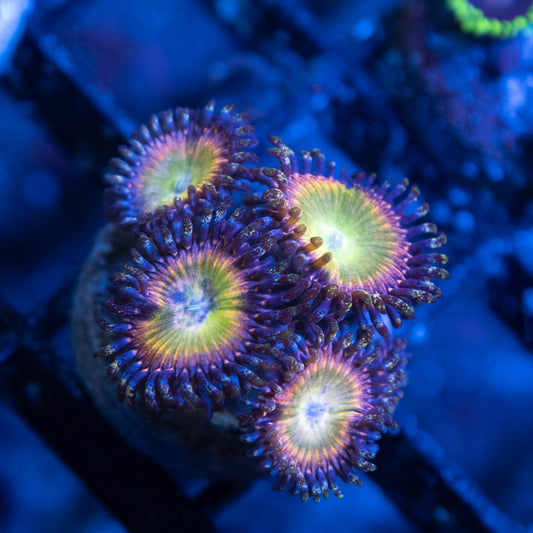 Rainbow infusion Zoa