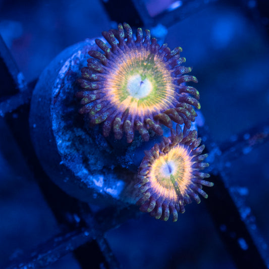 Rainbow infusion Zoa