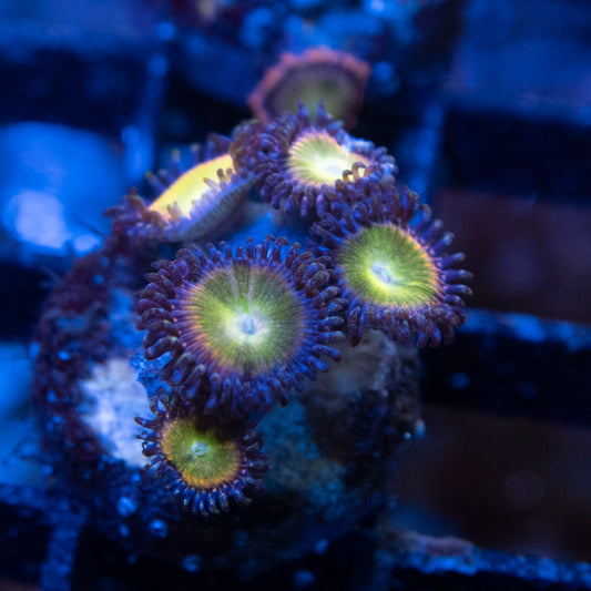 Rainbow infusion Zoa