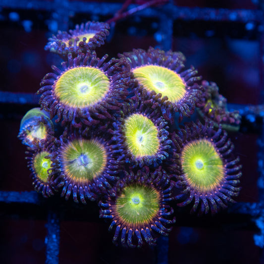 Rainbow infusion Zoa