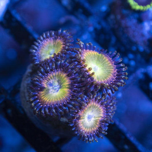 Rainbow infusion Zoa