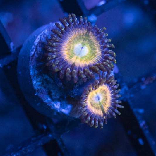 Rainbow infusion Zoa