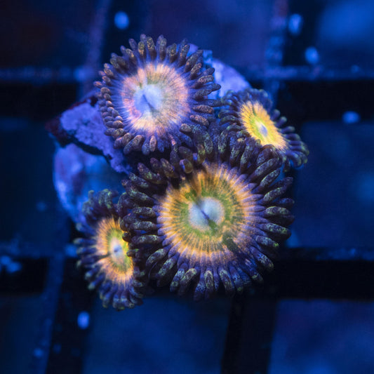 Rainbow infusion Zoa