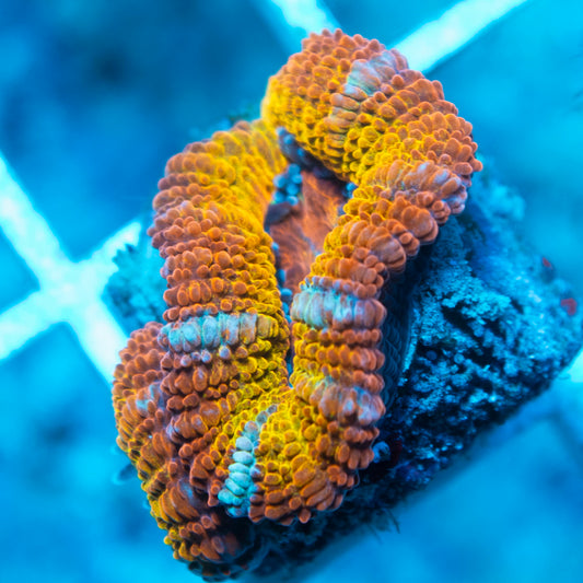 Rainbow Acan