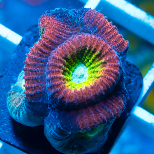 Rainbow Favia