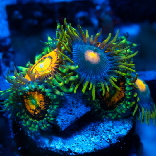 Rainbow Incinerator Zoas