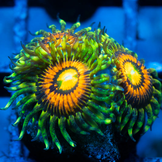 Rainbow Incinerator Zoas