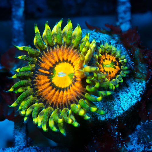 Rainbow Incinerator Zoas