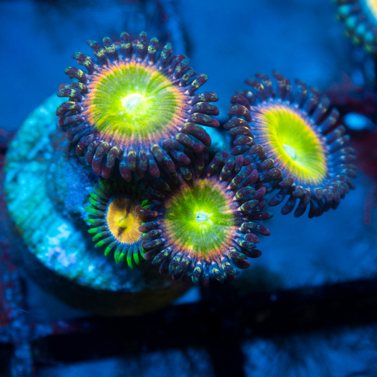 Rainbow Infusion Zoa