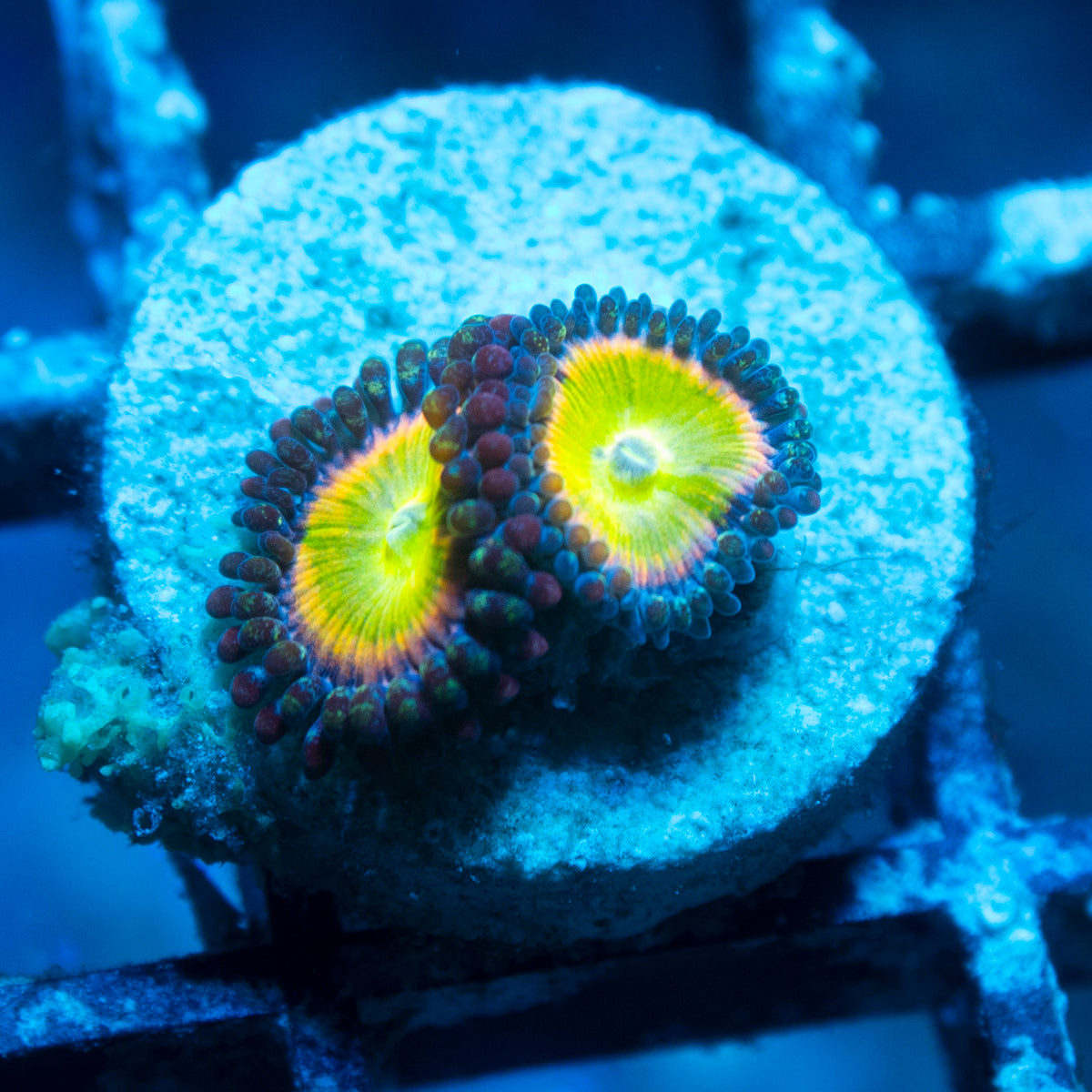 Rainbow Infusion Zoa