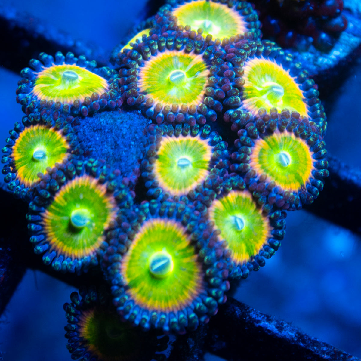 Rainbow Infusion Zoa