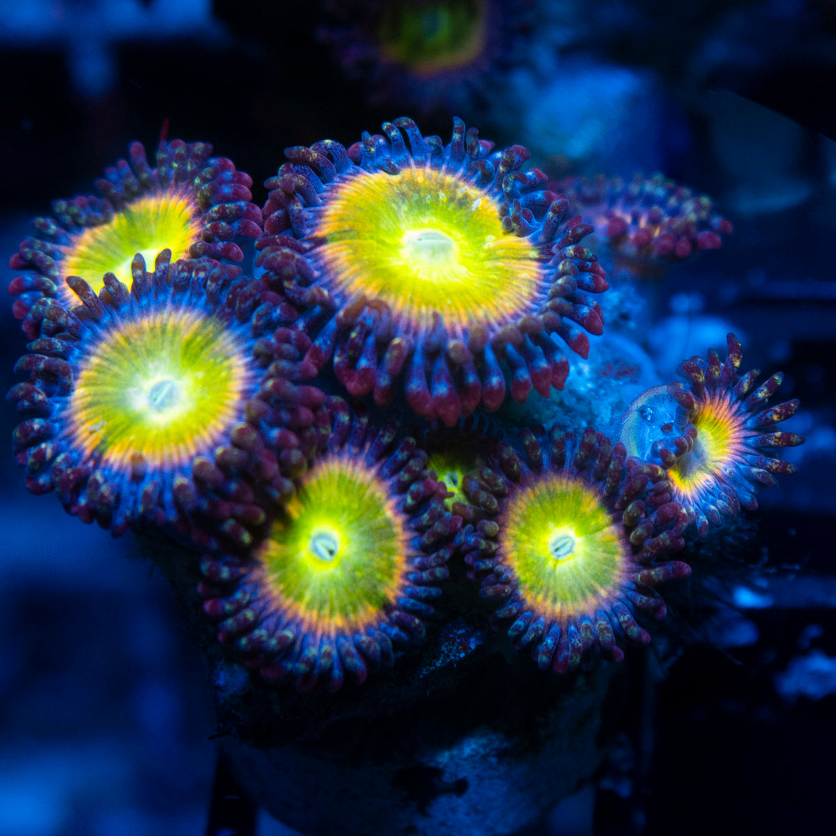 Rainbow Infusion Zoa