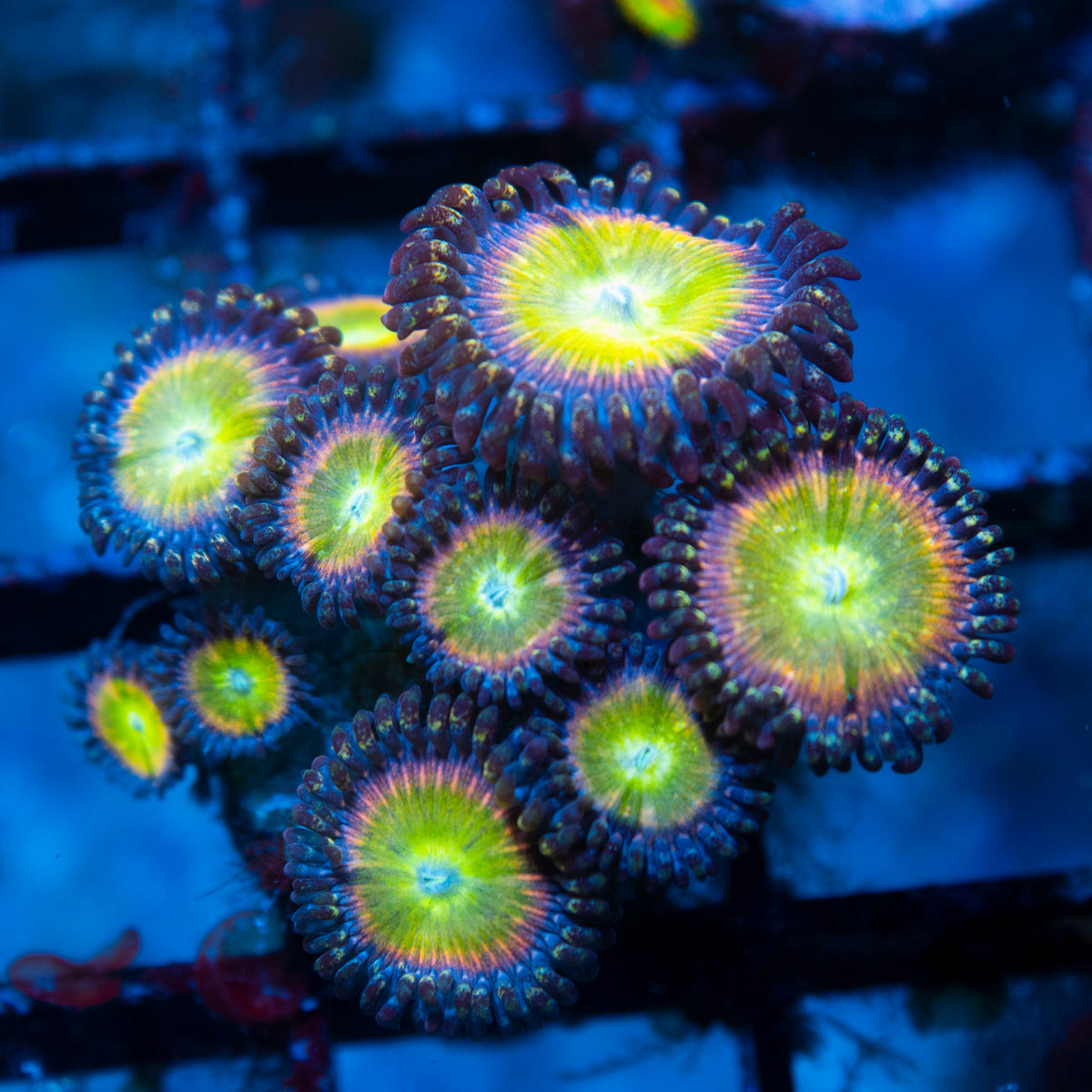 Rainbow Infusion Zoa