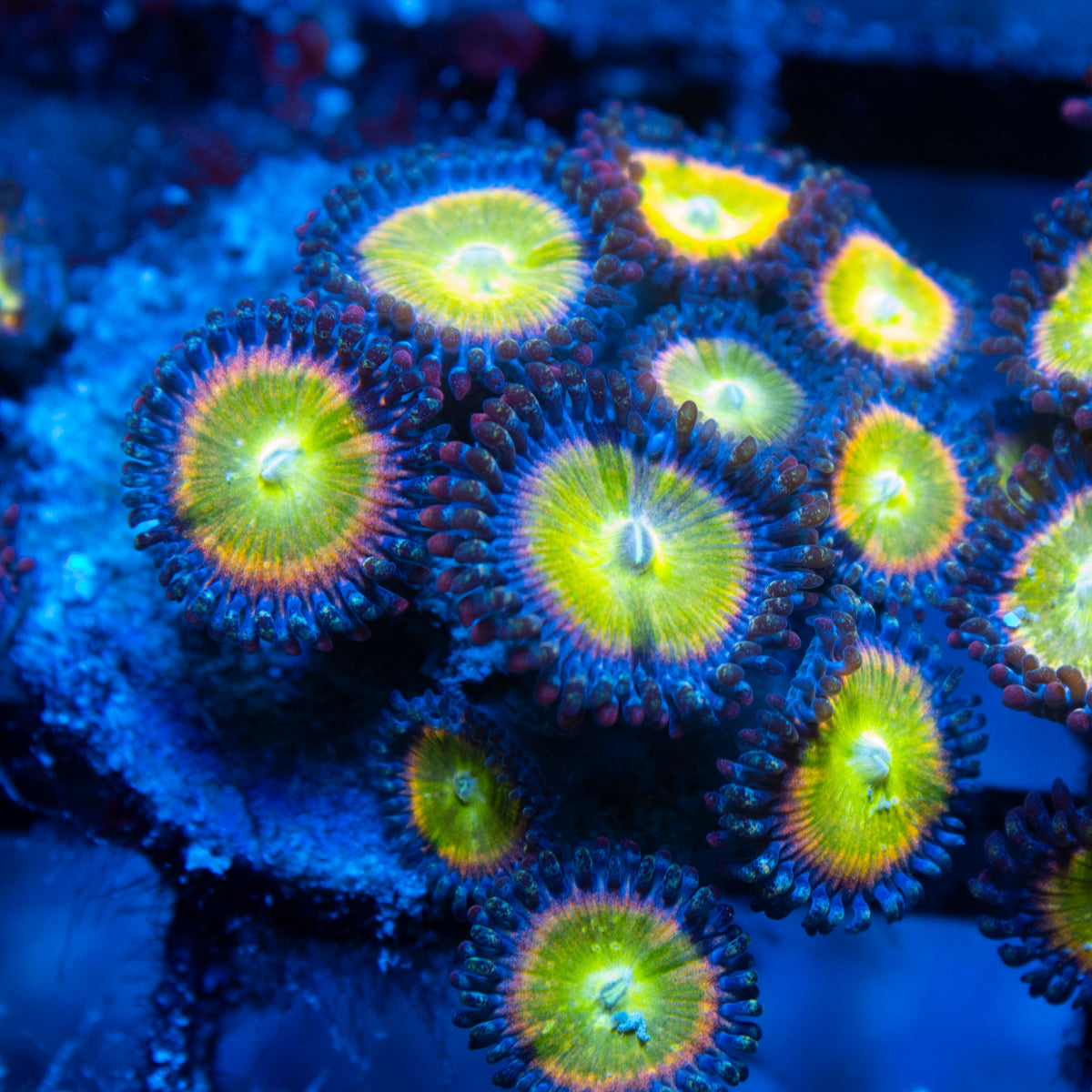 Rainbow Infusion Zoa