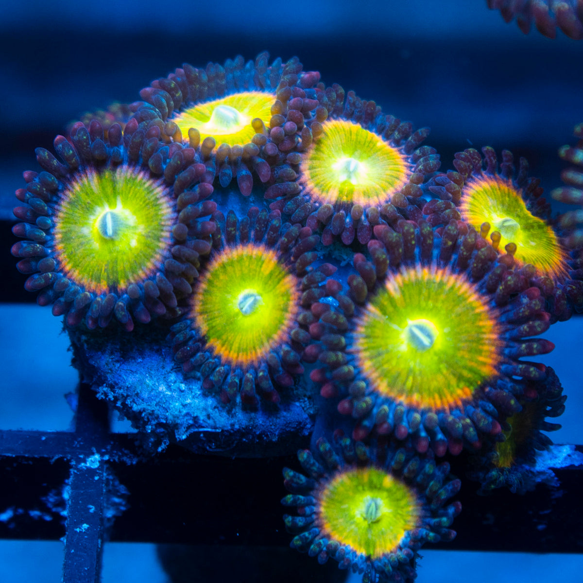Rainbow Infusion Zoa